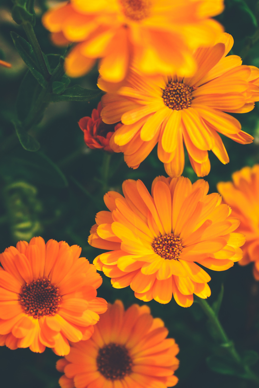 Fawn Lily Botanica – Organic Calendula Hydrosol